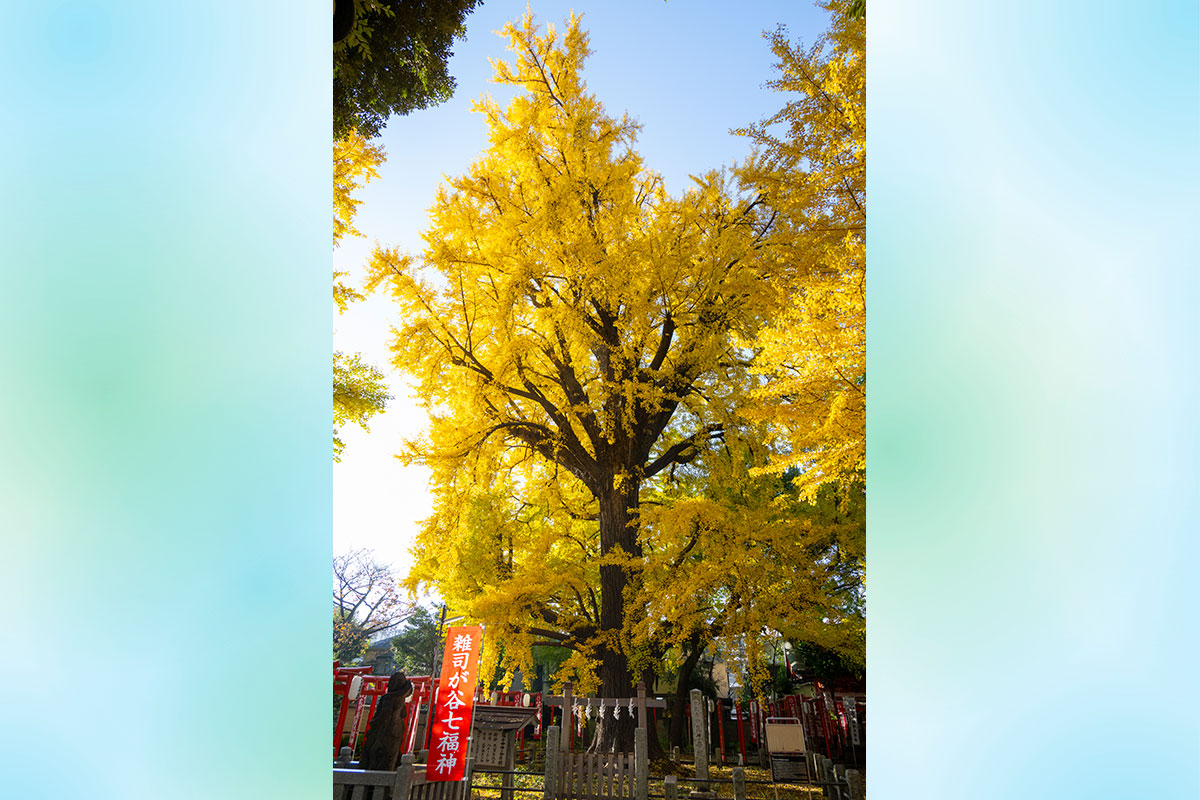 大公孫樹(おおいちょう)